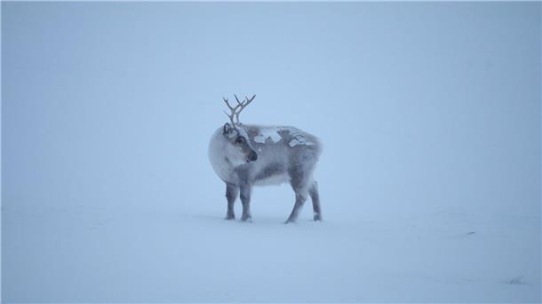 Klimakrise macht Rentieren zu schaffen Die Klimakrise trifft die Spitzbergen-Rentiere, die als die „Gefährten des Weihnachtsmanns“ gelten.