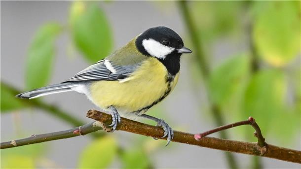 Eine Kohlmeise sitzt auf einem Zweig. Der NABU lädt jetzt wieder zur „Stunde der Gartenvögel" ein.