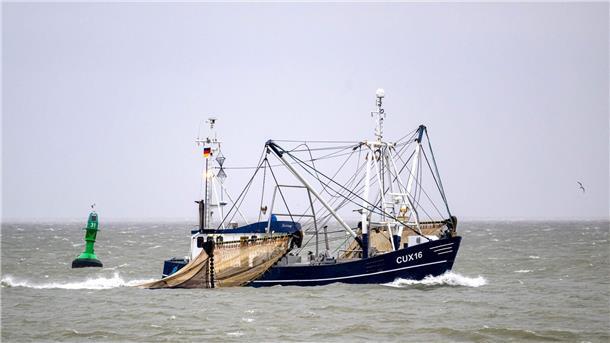 Nordseegarnelen sind knapp und Krabbenbrötchen teuer Die Krabbenfischer an der deutschen Nordsee blicken erneut auf ein sehr schlechtes Jahr zurück (Archivbild).