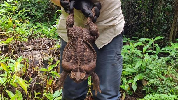 So schwer wie ein Baby: Monster-Kröte in Australien entdeckt Die Kröte wiegt ungefähr so viel wie ein neugeborenes Baby.