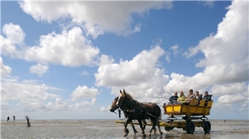 Die Kutschfahrt zwischen Neuwerk und Cuxhaven gehört zu den touristischen Höhepunkten in der Region.