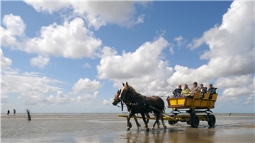 Sahlenburg: Ein Pferdewagen kehrt bei Niedrigwasser von einem Ausflug zur Nordseeinsel Neuwerk im Nationalpark Wattenmeer zurück. 