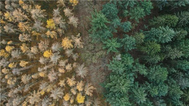 Warum behält der Tannenbaum seine Nadeln? Die Lärche (links) ist ein Nadelbaum, wirft ihre Nadeln aber im Herbst ab. (Archiv)