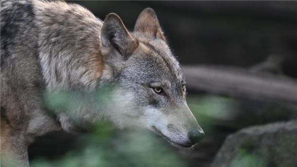 Wolf: Abgeordnete aus der Wesermarsch fordern Bestandsmanagement Bild eines Wolfs