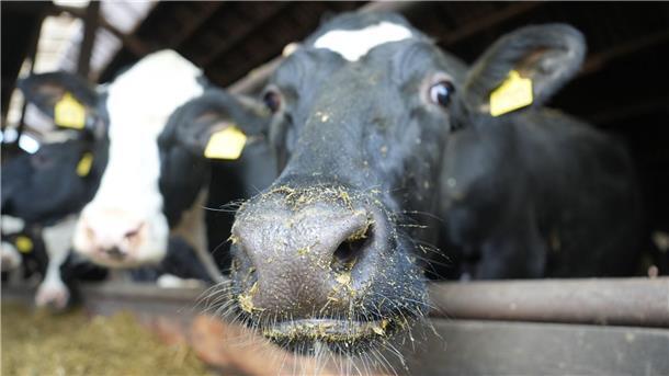 Die Landwirte im Cuxland hoffen, dass ihre Kühe vor der

Maul- und Klauenseuche verschont bleiben.