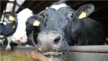 Die Landwirte im Cuxland hoffen, dass ihre Kühe vor der

Maul- und Klauenseuche verschont bleiben.