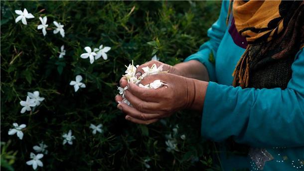 Diese Blüten lassen Parfum süß duften Die Landwirte in Ägypten bekommen oft nur wenig Geld für ihre Arbeit.
