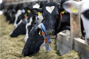 Die Landwirtschaft ist ein wichtiger Wirtschaftsfaktor im Oldenburger Land. 47,3 Prozent der Wirtschaftsleistung im Kammerbezirk Oldenburg sind der Ernährungswirtschaft zuzuordnen. Diese Zahl nannte beim Neujahrsempfang des Landvolks IHK-Präsident Jan Müller.