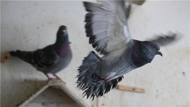Schreck und Erschöpfung: Warum Tauben an Silvester besonders leiden Eine Taube fliegt im Taubenschlag.