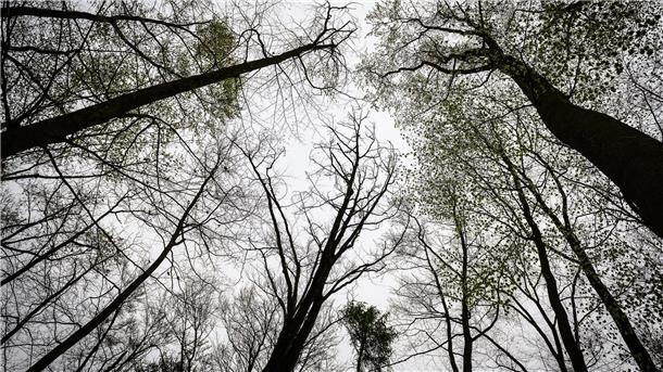 Die Leiche wurde im Reinhäuser Wald gefunden. (Archivbild)