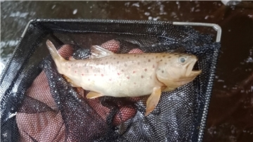 Die Leichen bleiben meist unsichtbar. Tote Fische wie diese Bachforelle sinken auf den Grund. Angesichts des trüben Wassers sind sie meist nicht zu sehen.