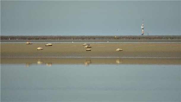 Seehunde liegen auf einer Sandbank vor Butjadingen.  