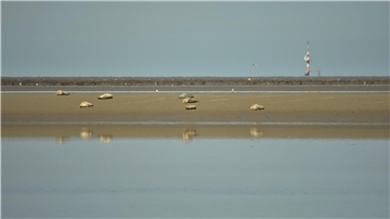 Seehunde liegen auf einer Sandbank vor Butjadingen.  