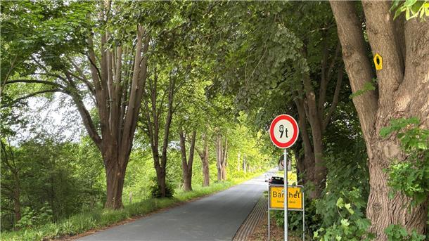 Die Lindenallee in der Barcheler Lindenstraße ist ein offizielles Naturdenkmal. Bald finden dort Baumpflegemaßnahmen statt. 