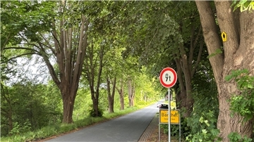 Die Lindenallee in der Barcheler Lindenstraße ist ein offizielles Naturdenkmal. Bald finden dort Baumpflegemaßnahmen statt. 