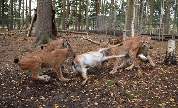 Fütterungszeit bei den Luchsen im Beverstedter Tierpark Cux-Art 
