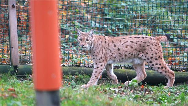Die Luchsin soll für Nachwuchs im Harz sorgen.