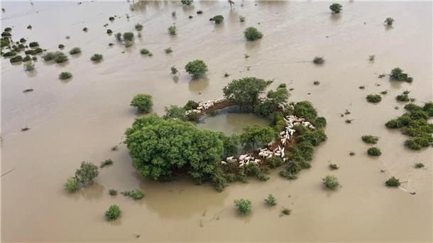 Die Luftaufnahme zeigt von Hochwasser umgebene Tiere in Burketown.