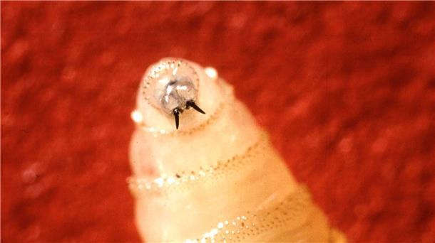 Rückkehr der Schraubenwurmfliege: USA fürchten Einschleppung Die Maden der Neuwelt-Schraubenwurmfliege fressen sich tief ins Fleisch.