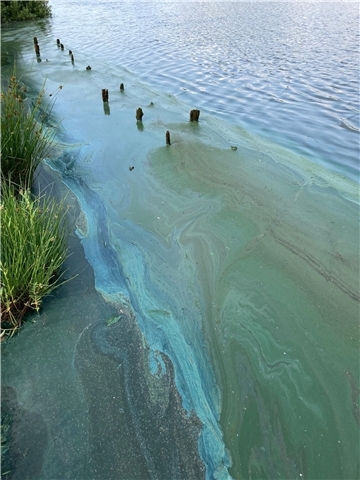 Die Maßnahme zur ökologischen Aufwertung gilt zugleich als erster Schritt zur Bekämpfung der Blaualgen im Vörder See. Es wird allerdings einige Jahre dauern, bis das Problem mit den Blaualgen nachhaltig eingedämmt werden kann.