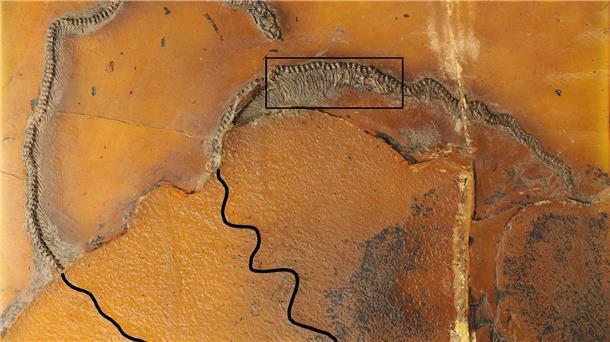 Fossil 47 Millionen Jahre alter Schlange belegt Lebendgeburt Die Messelboa Messelophis variatus ist der weltweit erste fossile Beleg für lebendgebärdende Schlangen.