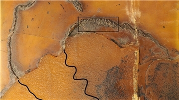 Die Messelboa Messelophis variatus ist der weltweit erste fossile Beleg für lebendgebärdende Schlangen.