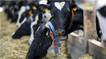 Die Milchviehbetriebe in der Wesermarsch sind immer Schwankungen ausgesetzt und müssen mit vielen Unwägbarkeiten leben.
