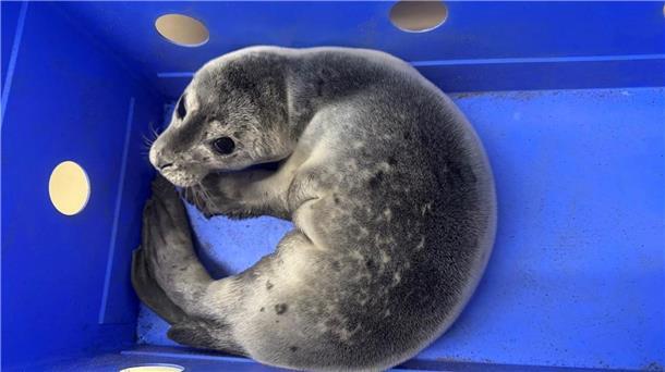 Ein Seehundbaby liegt in einer Box.