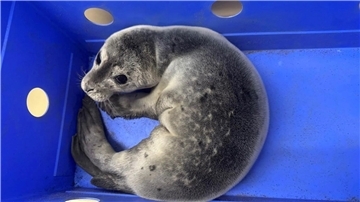 Ein Seehundbaby liegt in einer Box.