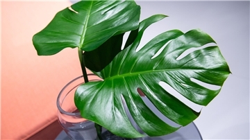 Die Monstera fühlt sich an einem hellen Standort ohne direkte Sonneneinstrahlung wohl.
