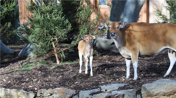 Hermann der Schöne tollt durch den Kölner Zoo Die Mutter passt auf Hermann auf.
