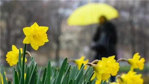 Wetter am Karfreitag: Regen in der Mitte, Sonne im Süden Die Narzissen könnten am Karfreitag nass werden - zumindest wenn sie in der Mitte Deutschlands blühen.