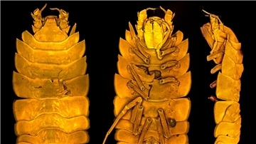 Die neu entdeckte Meeresassel Austroniscus brandtae, benannt nach der Frankfurter Meereswissenschaftlerin Angelika Brandt.