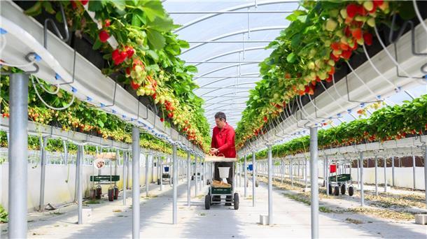 Erdbeerernte läuft an - Früchte in „Top-Qualität“ erwartet Die niedersächsische Landwirtschaftskammer erwartet eine Erdbeersaison mit Früchten in „Top-Qualitäten“.