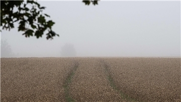 Die niedersächsischen Landwirte befürchten schlechte Erträge bei der Ernte. (Archivfoto)