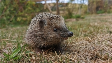 Igel
