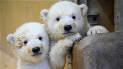 Die noch namenlosen Eisbären-Zwillinge beim Pressetermin vor einer Woche im Zoo am Meer.
