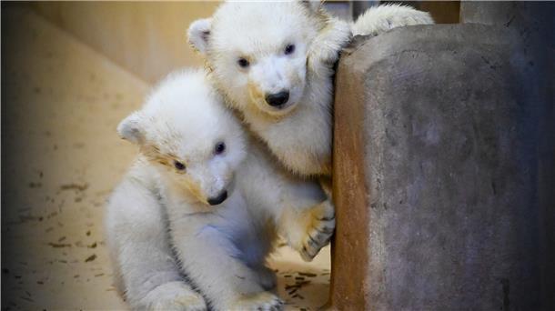 Die noch namenlosen Eisbären-Zwillinge sind in Bremerhaven vor die Kamera getreten. Seit dem jüngsten Arztbesuch der Nachwuchsbären vor rund einer Woche ist schon viel passiert.