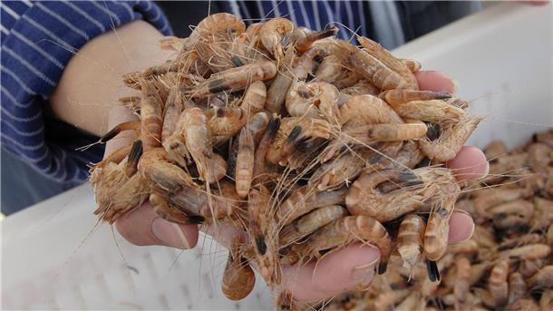 Die Nordseekrabbe wird auch als der „kleinste Hummer der Welt“ bezeichnet.