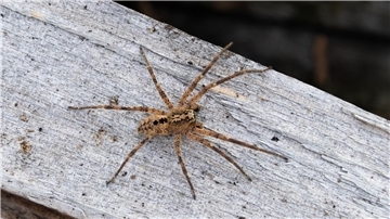 Die Nosferatu-Spinne erreicht die Spinne eine Körperlänge von bis zu zwei und eine Beinspannweite von etwa fünf Zentimetern.