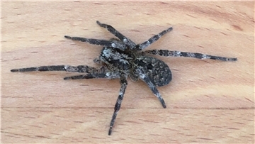 Eine Spinne auf einem Tisch.