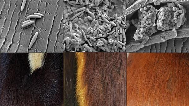 Mit braunem Fell gut getarnt Die oberen Bilder zeigen Pigment-Teilchen. Unten sind die dazugehörigen Fellfarben zu sehen.