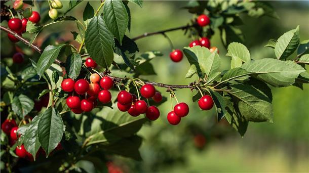 Deutlich mehr Kirschen aus deutschem Anbau Die Obstbauern erwarten eine hervorragende Kirschenernte.