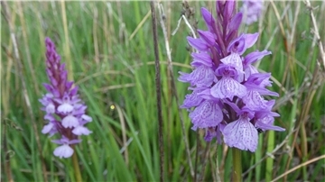 Die Ökologische Station Cuxland zählt Orchideen im Moor – hier wächst das seltene Torfmoos-Knabenkraut (Foto) zwischen nassem Torfmoos und Birkenresten.