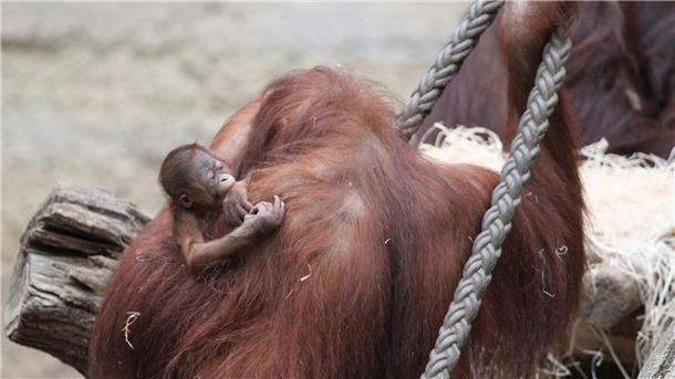 Orang-Utan-Baby im Rostocker Zoo geboren Die Orang-Utan-Mutter Cantik kümmert sich fürsorglich um ihr kleines Mädchen, das am 14. März geboren worden ist.