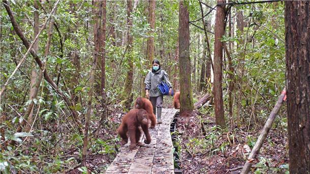 Orang-Utans fahren Bus Die Orang-Utans haben nun doppelt so viel Platz wie im alten Zentrum..