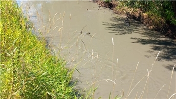 Die Oste bei Weertzen am 13. August. Bentonit trübt das Wasser.