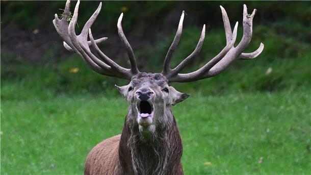 Die Paarungszeit der Hirsche dauert von September bis Ende Oktober.