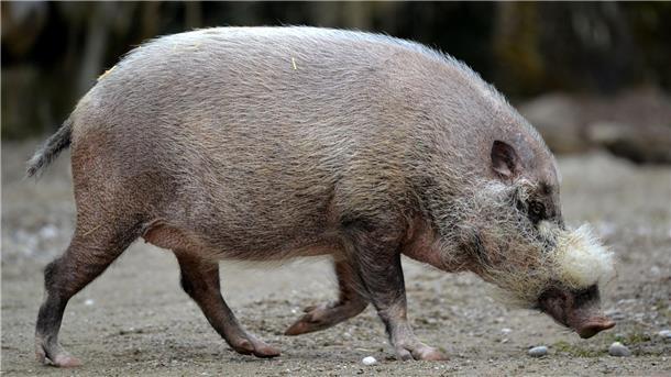Afrikanische Schweinepest schadet Urvölkern auf Borneo Die Pandemie habe gravierende Auswirkungen nicht nur auf die Tiere.