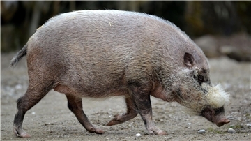 Die Pandemie habe gravierende Auswirkungen nicht nur auf die Tiere.